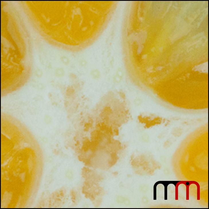 Meyer Lemon 10